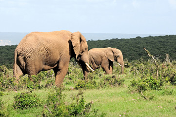Naklejka na ściany i meble Elephants, Addo Elephant National Park, South Africa