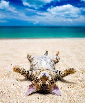 cat on  beach