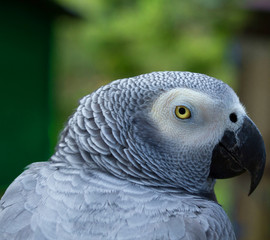 Obraz premium parrot