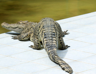 Alligator