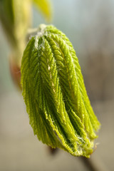 Krajobraz wiejski, młode liście  kasztanowca