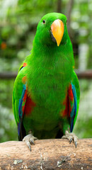 parrot bird