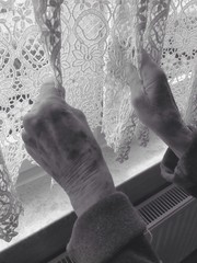 Fensterblick einer Seniorin