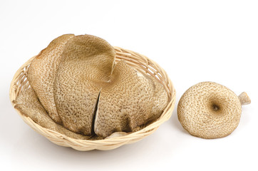 Mushroom ,hedlom northern thai name (Lentinus polychrous Lev.).