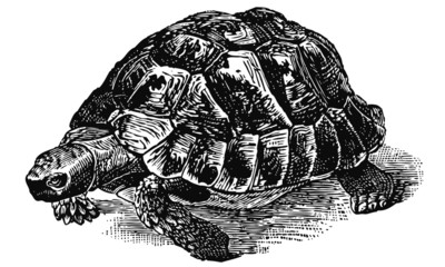 Tortue