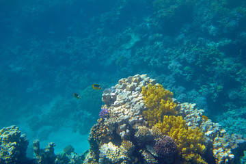 coral reef