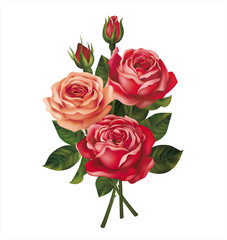 Fototapeta premium Roses bouquet on white. Vector