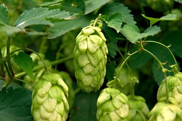 Fresh Hop Closeup