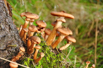 mushroom in forest