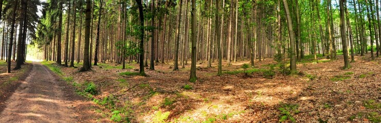 Fototapeta premium forest panorama