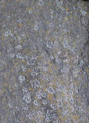 yellow lichen on the rocks