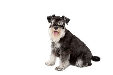 Schnauzer dog