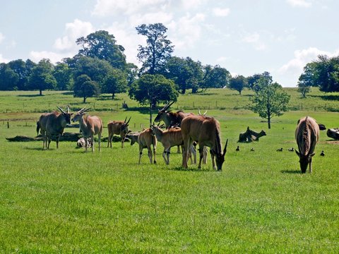 Antelopes in the UK zoo