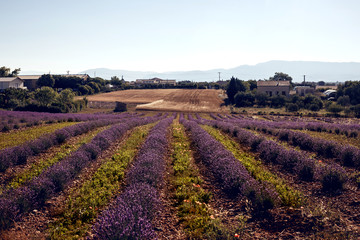Fototapeta na wymiar Lavender flowers blooming field