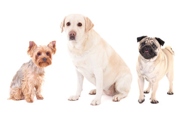 cute dogs - pug dog, yorkshire terrier and golden retriever isol