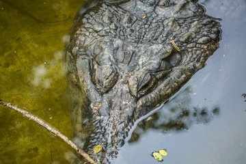 A Crocodile in camouflage