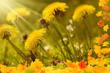 Herbstwiese