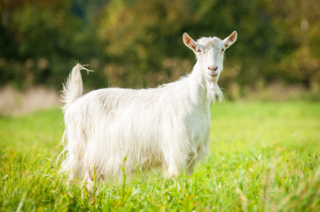 White goat on the pasture