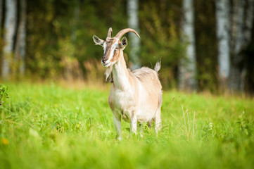 Goat on the pasture