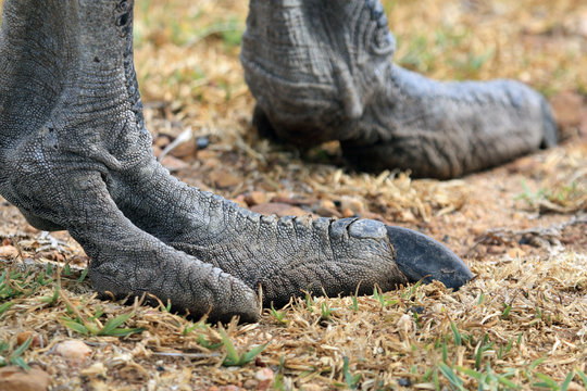 Paw African ostrich. Leg of the bird. South Africa, Лапа страуса