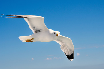 White Seagull