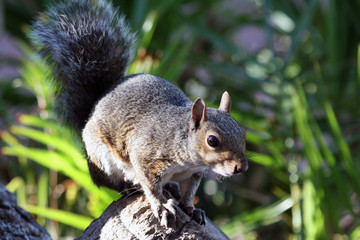 Squirrel African, Cape town, South Africa, Белка африканская,