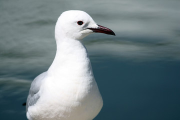 White gull with a black beak in water, Белая чайка
