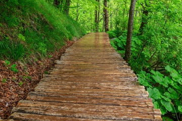 Boardwalk in the park