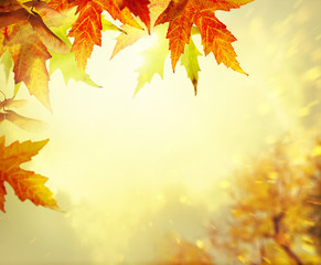 Naklejka na ściany i meble autumn yellow leaves background
