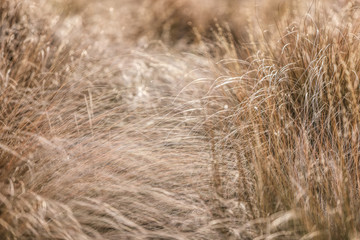 Long grass