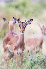 A young wild male Impala antelope resting with the herd