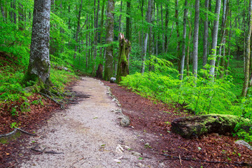 Beautiful green forest