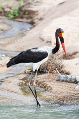 A large wild Saddle-billed Stork bird hunting in a river