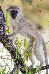 A naughty wild Vervet Monkey standing on a branch