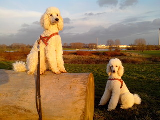 K&ouml;nigspudelpaar