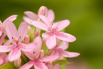 lovely flower in garden