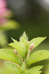 lovely flower in garden
