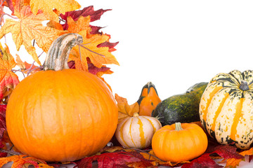 Autumn Pumpkins and Gourds