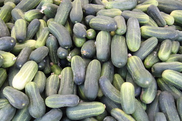 fresh organic cucmbers