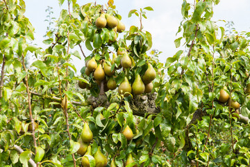 pear trees laden with fruit in an orchard in the sun