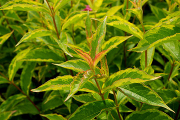 Weigela florida French Lace