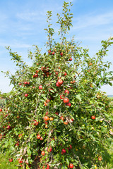 Fototapeta na wymiar apple trees loaded with apples in an orchard in summer