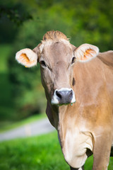 Cow