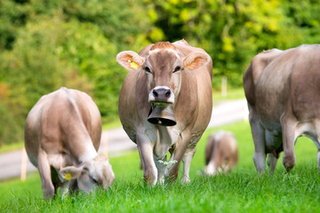 Naklejka na ściany i meble Group of cow in field