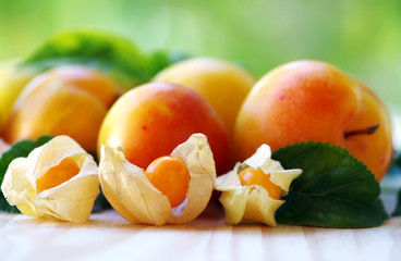 Ripe physalis and plums on green background