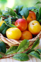 Ripe yellow plums