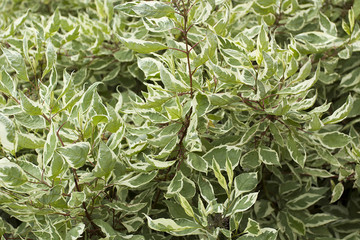 Obraz premium Decorative shrub