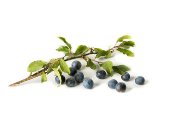 Branche de myrtille