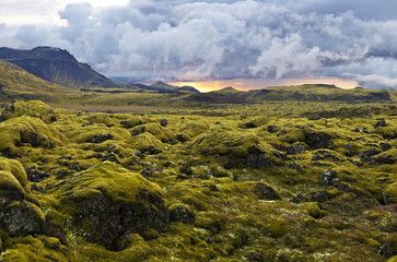 Surrealistisch landschap met wollig mos bij zonsondergang in IJsland