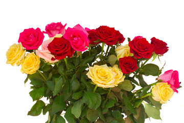 bunch of fresh multicolored roses